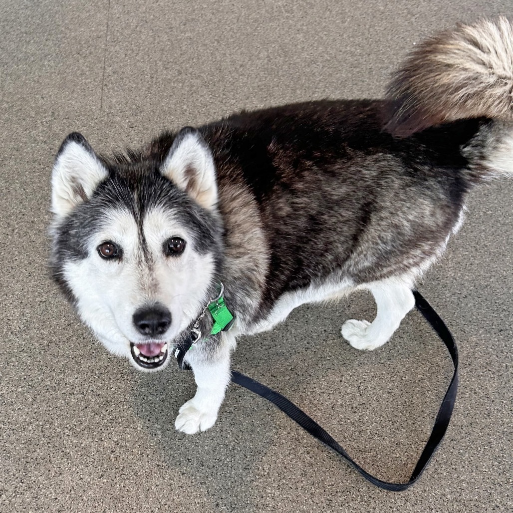 Sky, an adoptable Mixed Breed in Hailey, ID, 83333 | Photo Image 5