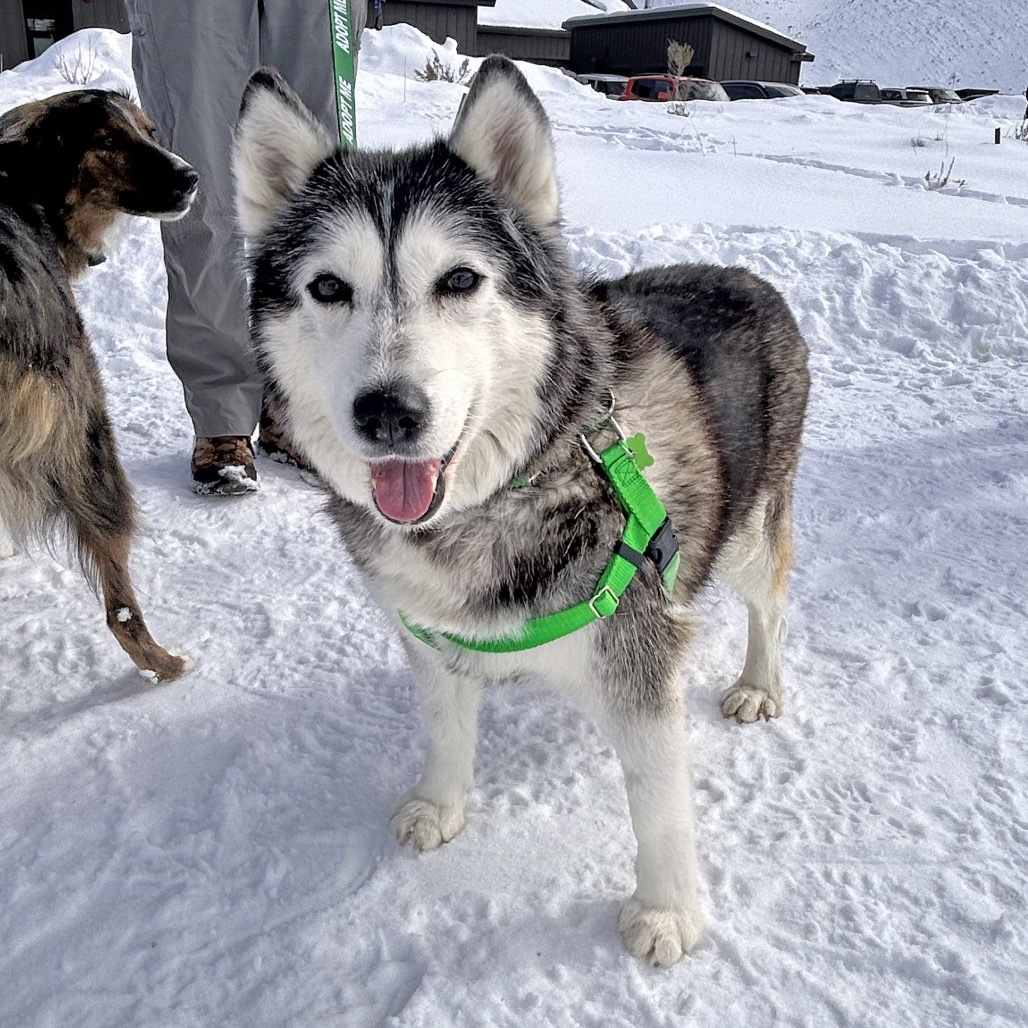 Sky, an adoptable Mixed Breed in Hailey, ID, 83333 | Photo Image 6