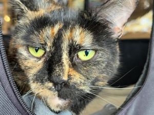 Brandy, Adult Female Domestic Short Hair