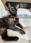 Brandy photo 2
