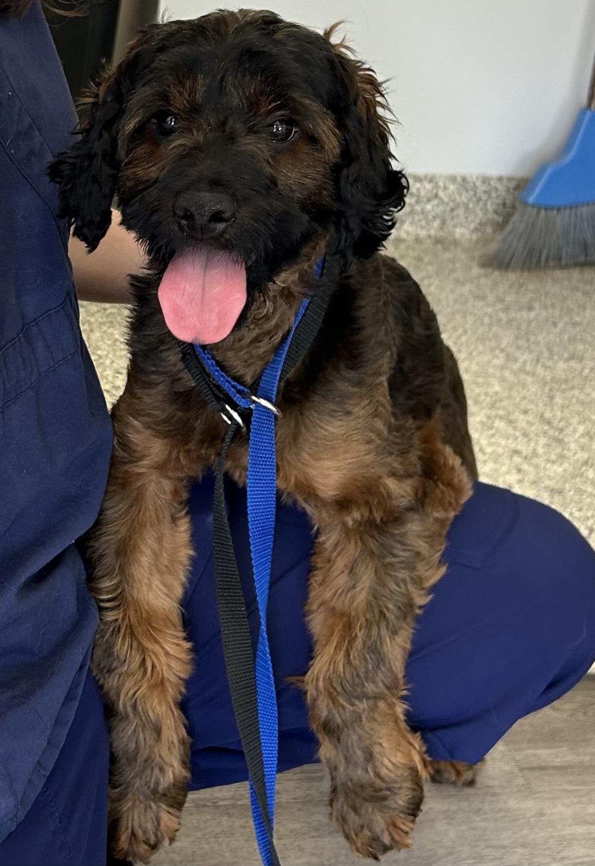 Bailey, an adoptable Cockapoo in Westminster, MD, 21158 | Photo Image 1