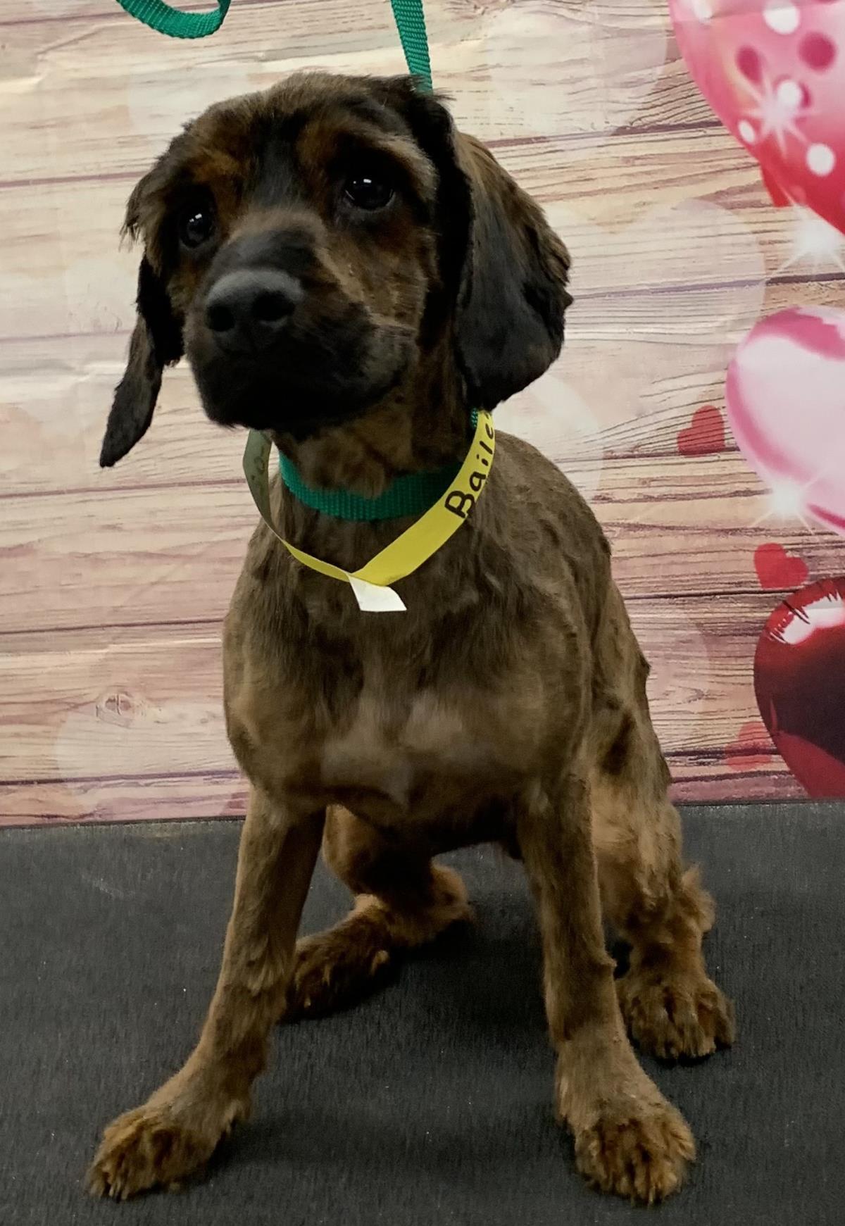 Bailey, an adoptable Cockapoo in Westminster, MD, 21158 | Photo Image 2