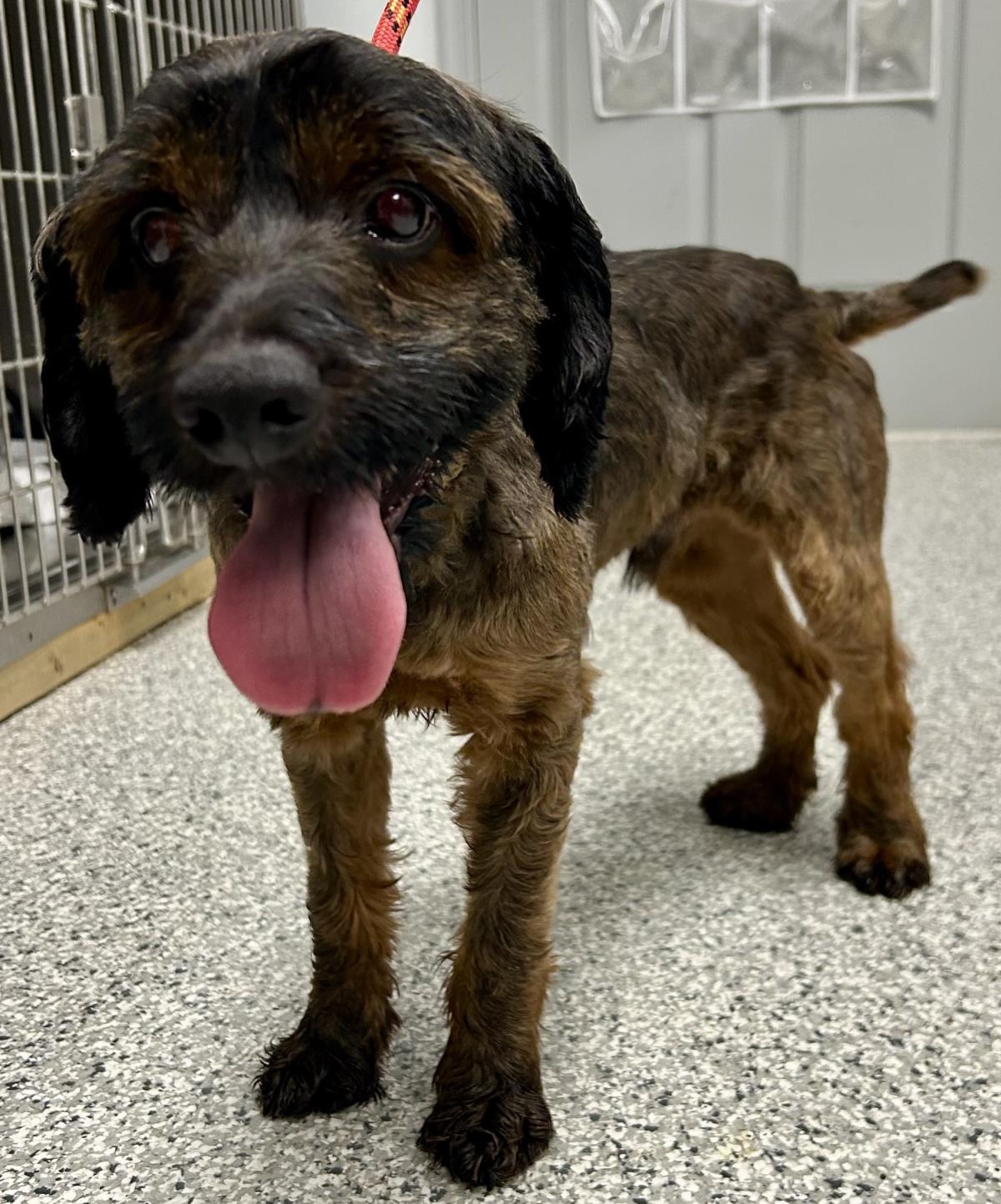 Bailey, an adoptable Cockapoo in Westminster, MD, 21158 | Photo Image 3