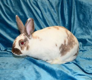 Buttercup, Young Female Mini Rex