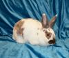Buttercup photo 2