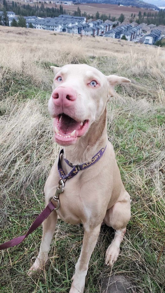 Lou (KELOWNA, BC), an adoptable Doberman Pinscher in Edmonton, AB, T6E 0T7 | Photo Image 1