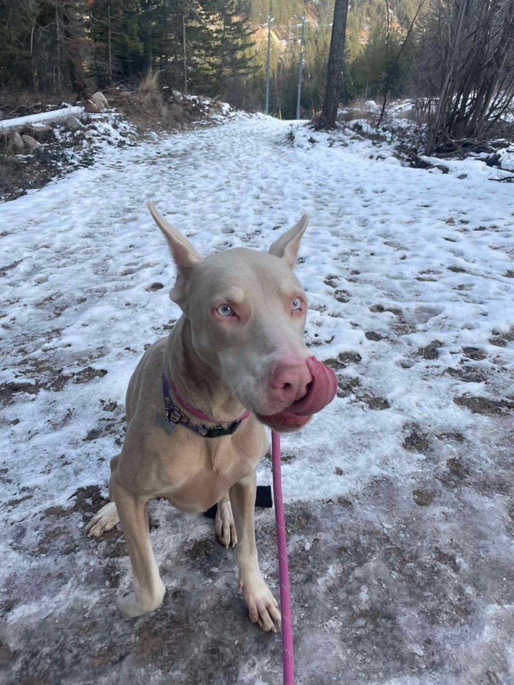 Lou (KELOWNA, BC), an adoptable Doberman Pinscher in Edmonton, AB, T6E 0T7 | Photo Image 2