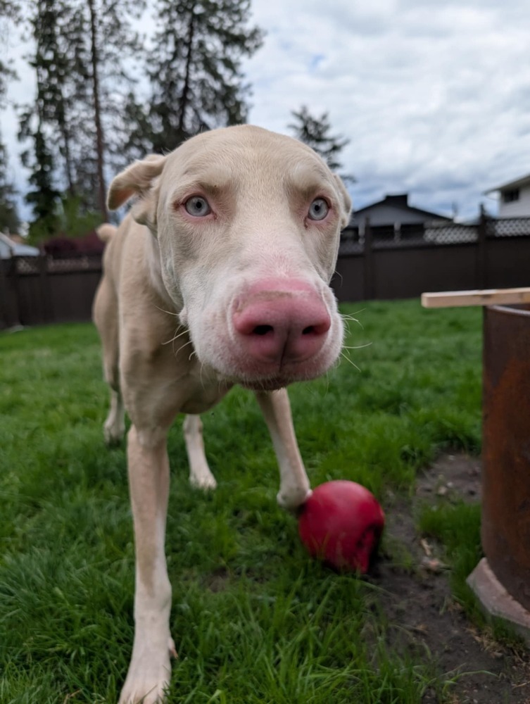 Lou (KELOWNA, BC), an adoptable Doberman Pinscher in Edmonton, AB, T6E 0T7 | Photo Image 2