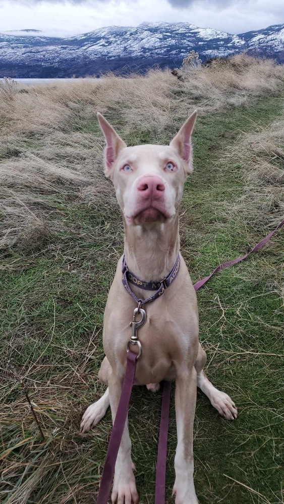 Lou (KELOWNA, BC), an adoptable Doberman Pinscher in Edmonton, AB, T6E 0T7 | Photo Image 3