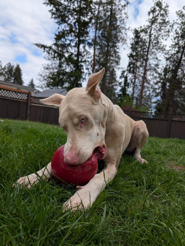 Lou (KELOWNA, BC), an adoptable Doberman Pinscher in Edmonton, AB, T6E 0T7 | Photo Image 3