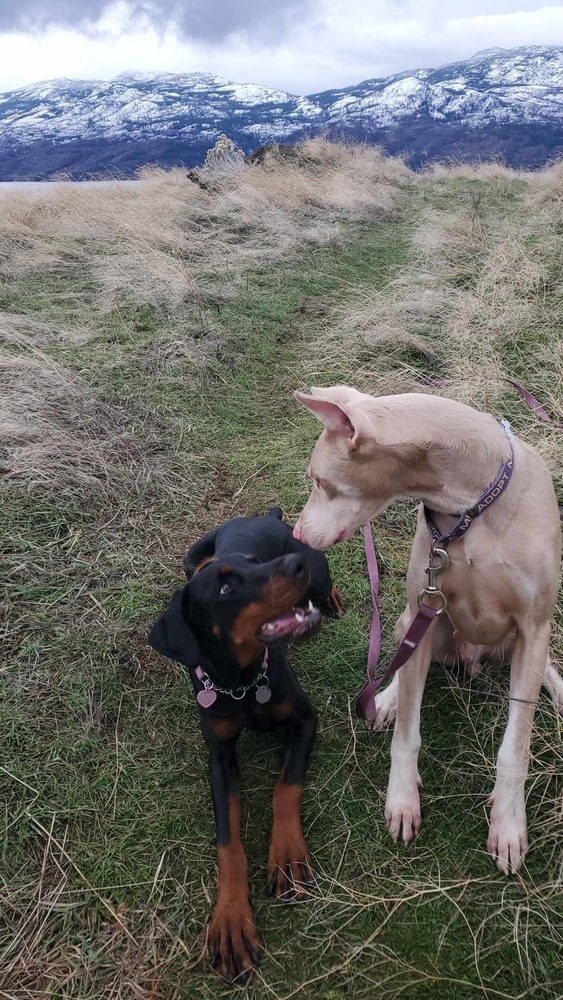 Lou (KELOWNA, BC), an adoptable Doberman Pinscher in Edmonton, AB, T6E 0T7 | Photo Image 5