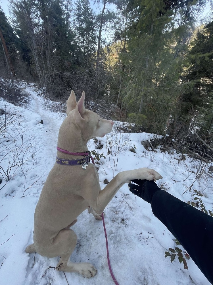 Lou (KELOWNA, BC), an adoptable Doberman Pinscher in Edmonton, AB, T6E 0T7 | Photo Image 5
