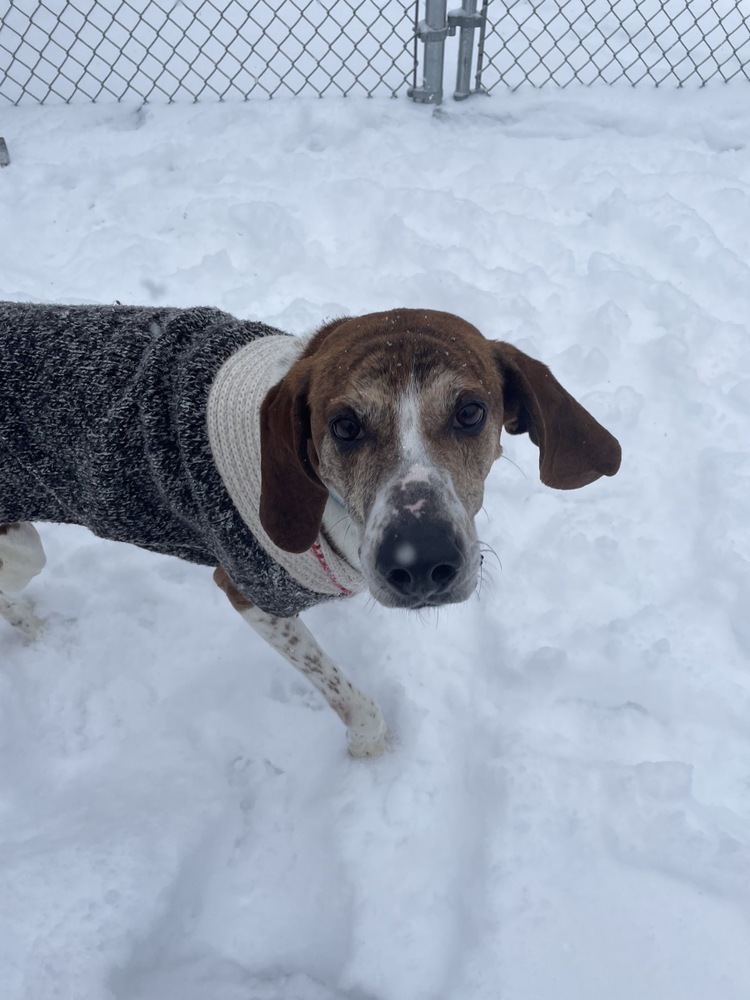 Willard, an adoptable Hound in Trenton, ME, 04605 | Photo Image 1