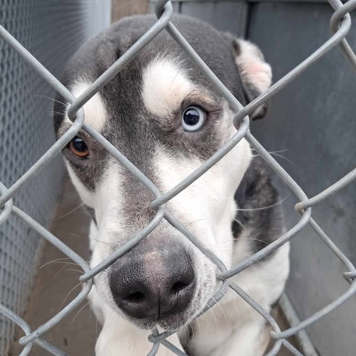 Sloan, an adoptable Husky, Mixed Breed in Tawas City, MI, 48763 | Photo Image 1