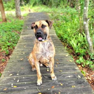 Knox, Adult Male Presa Canario