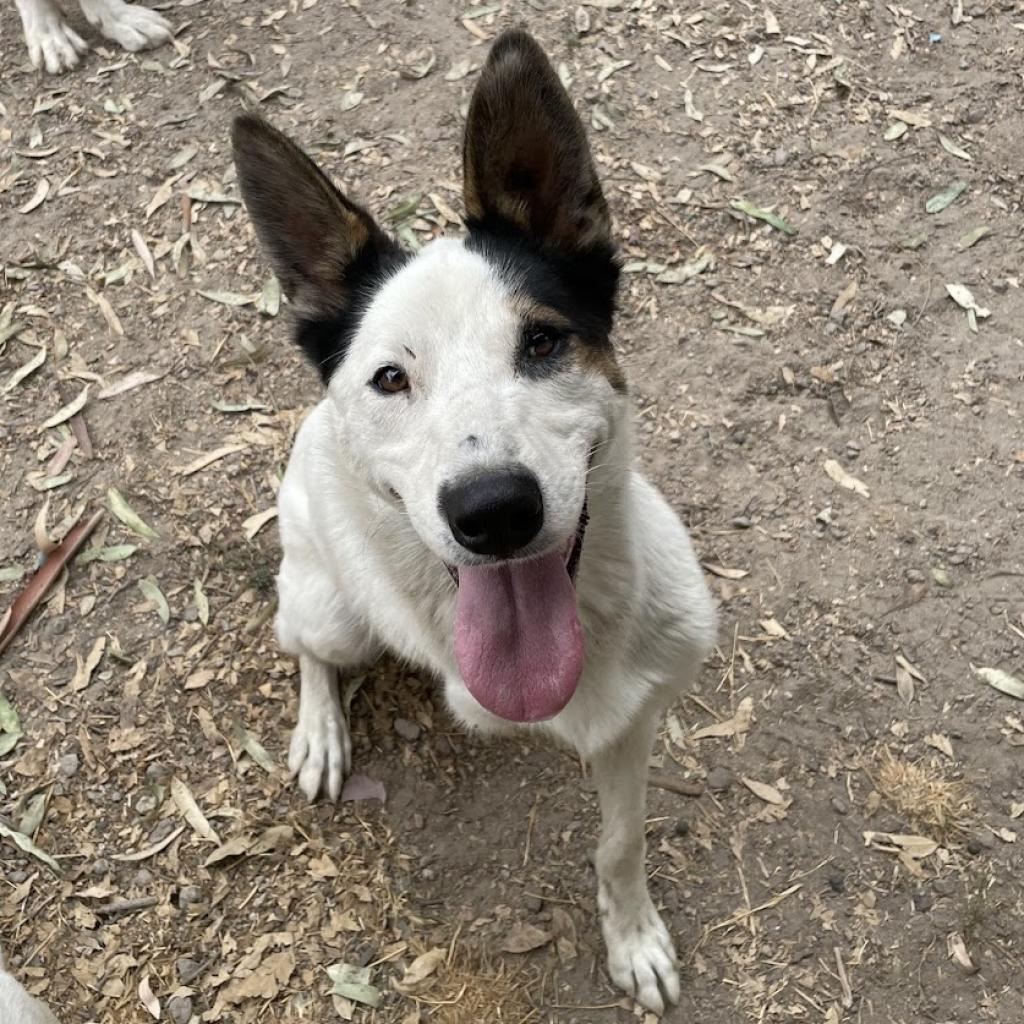Finley