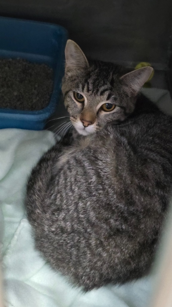 Dusty, an adoptable Domestic Short Hair in Virginia, MN, 55792 | Photo Image 1