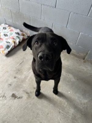 AJ, Adult Male Mixed Breed
