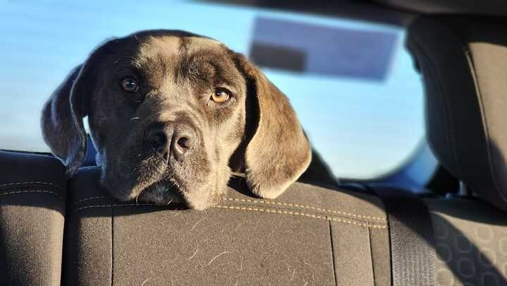 Bellatrix, an adoptable Mixed Breed in Minot, ND, 58702 | Photo Image 1