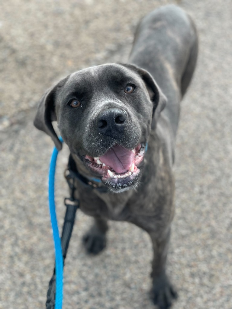 Bellatrix, an adoptable Mixed Breed in Minot, ND, 58702 | Photo Image 1