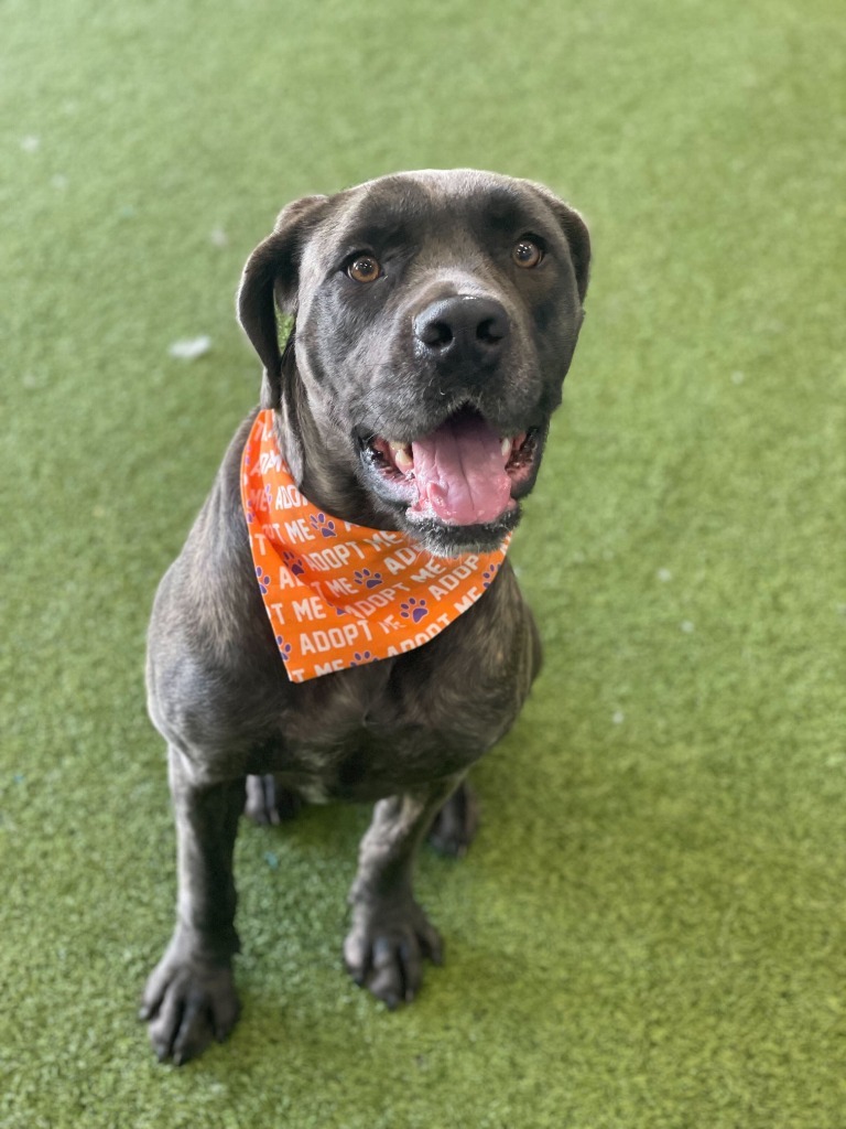 Bellatrix, an adoptable Mixed Breed in Minot, ND, 58702 | Photo Image 1