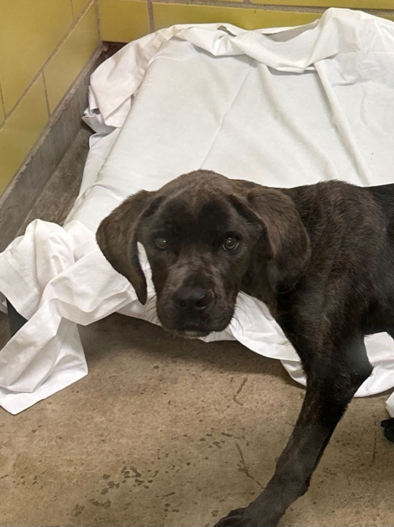 Bellatrix, an adoptable Mixed Breed in Minot, ND, 58702 | Photo Image 2