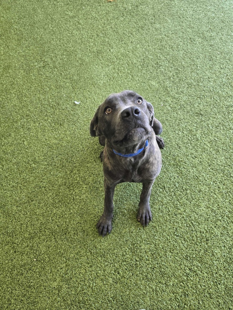 Bellatrix, an adoptable Mixed Breed in Minot, ND, 58702 | Photo Image 3