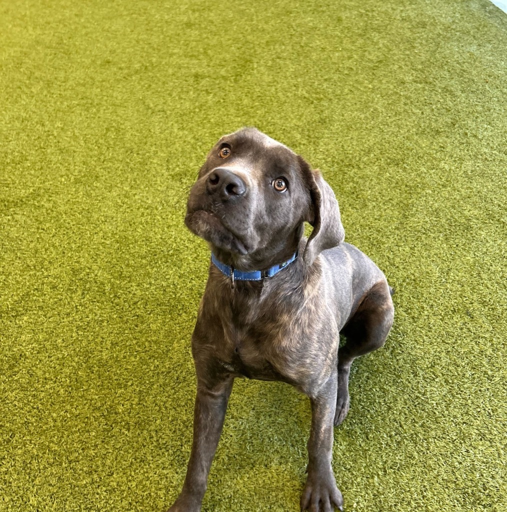 Bellatrix, an adoptable Mixed Breed in Minot, ND, 58702 | Photo Image 4