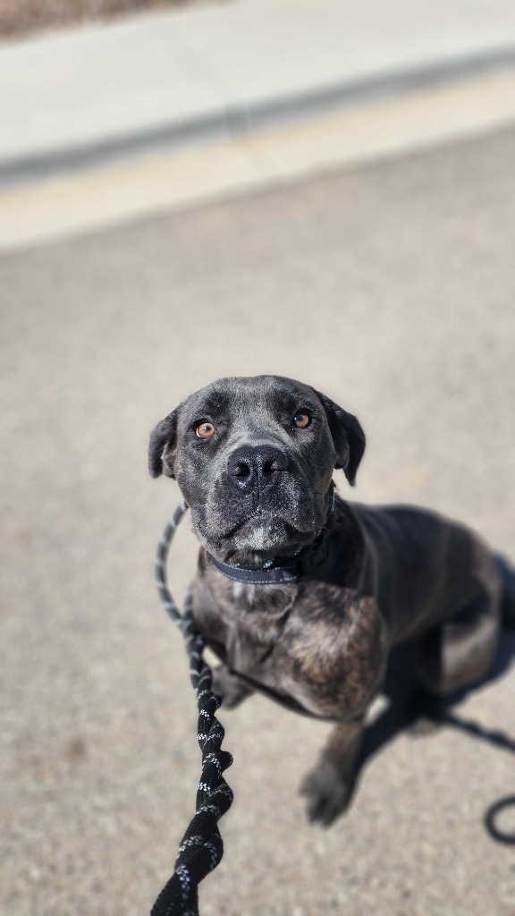 Bellatrix, an adoptable Mixed Breed in Minot, ND, 58702 | Photo Image 6