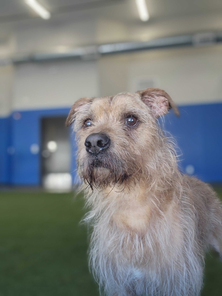 Pops, an adoptable Mixed Breed in Minot, ND, 58702 | Photo Image 1