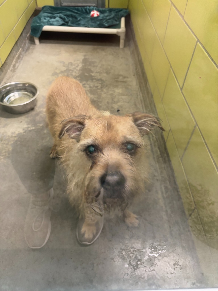 Pops, an adoptable Mixed Breed in Minot, ND, 58702 | Photo Image 2