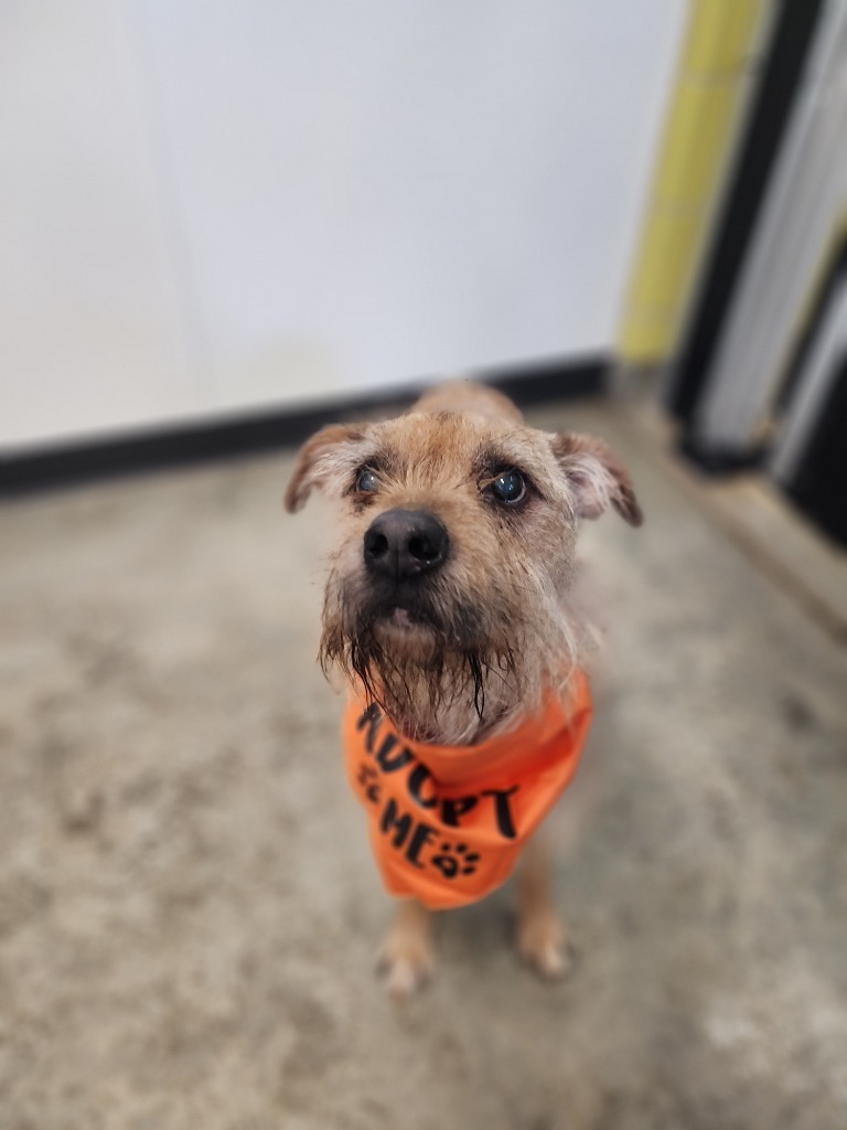 Pops, an adoptable Mixed Breed in Minot, ND, 58702 | Photo Image 3