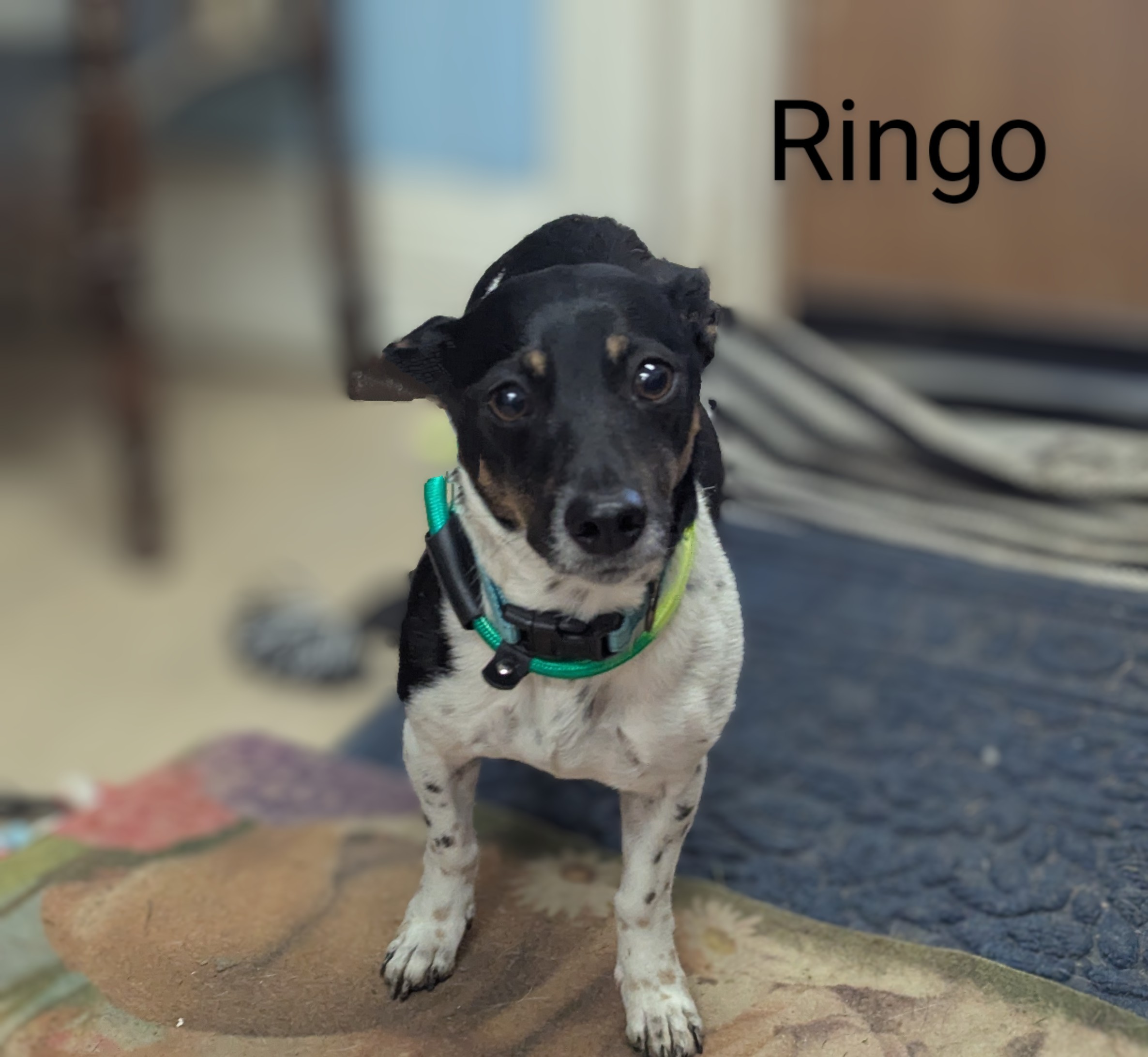 Ringo
