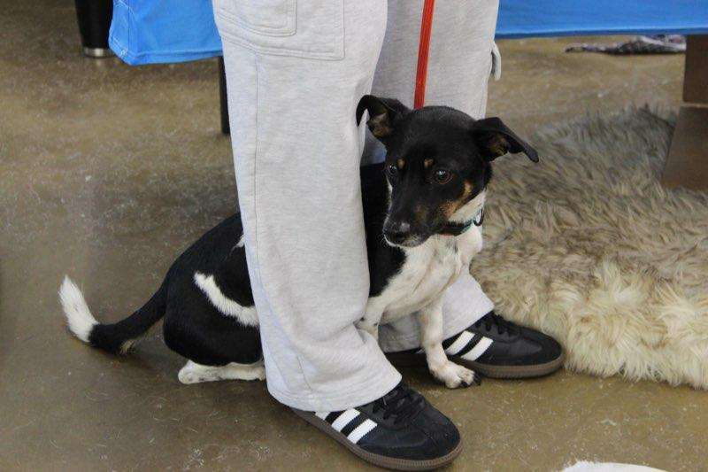 Ringo