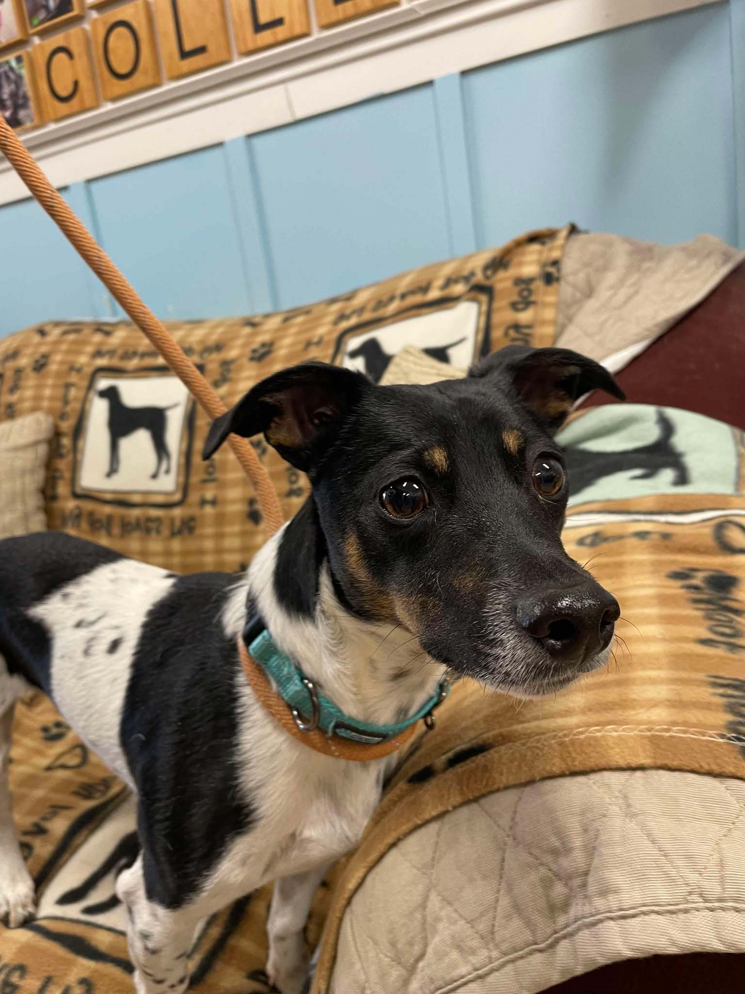 Ringo