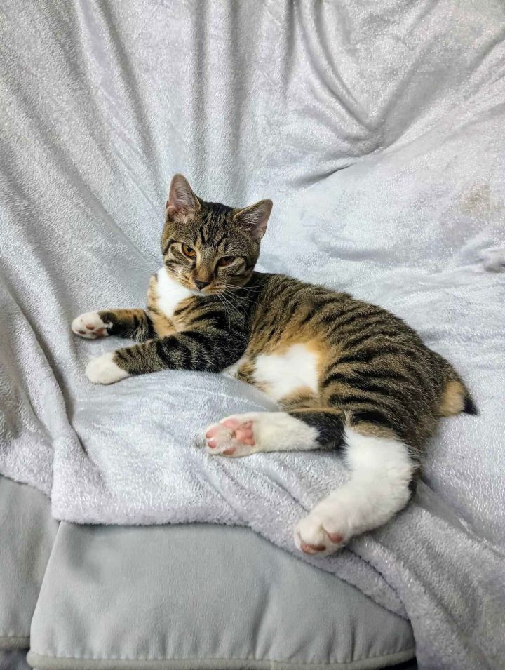 Fawn YOUNG MALE TABBY 1