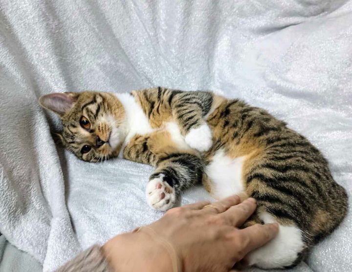 Fawn YOUNG MALE TABBY 2