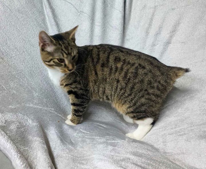 Fawn YOUNG MALE TABBY 3