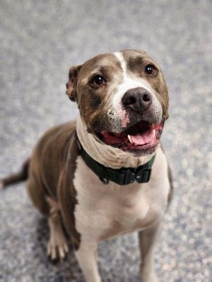 Luka, Adult Male Pit Bull Terrier