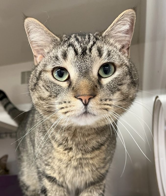Finley