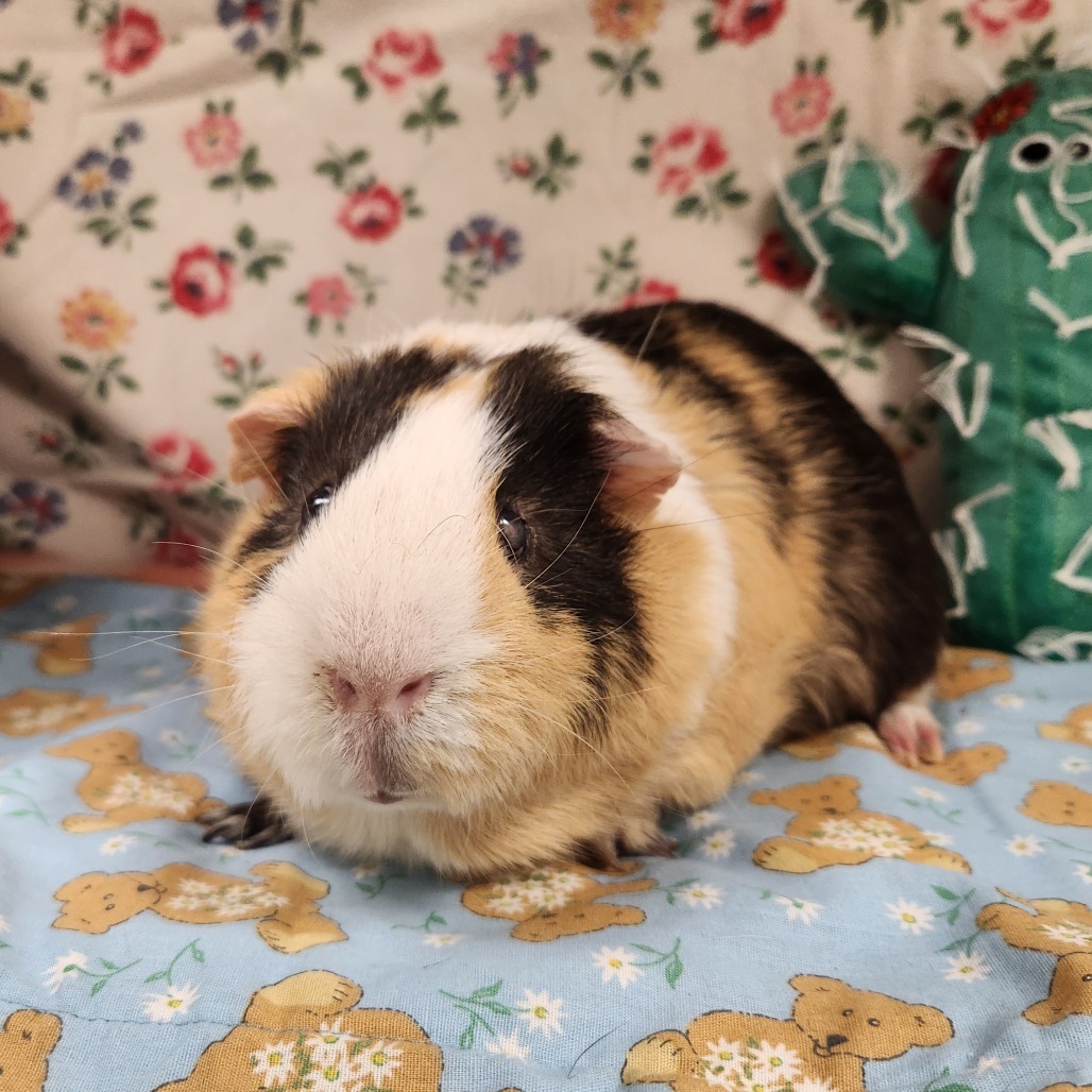 LOUIE