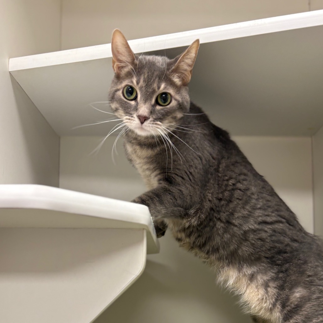 TIBERIUS in FOSTER, an adoptable Domestic Short Hair in Las Vegas, NV, 89118 | Photo Image 1