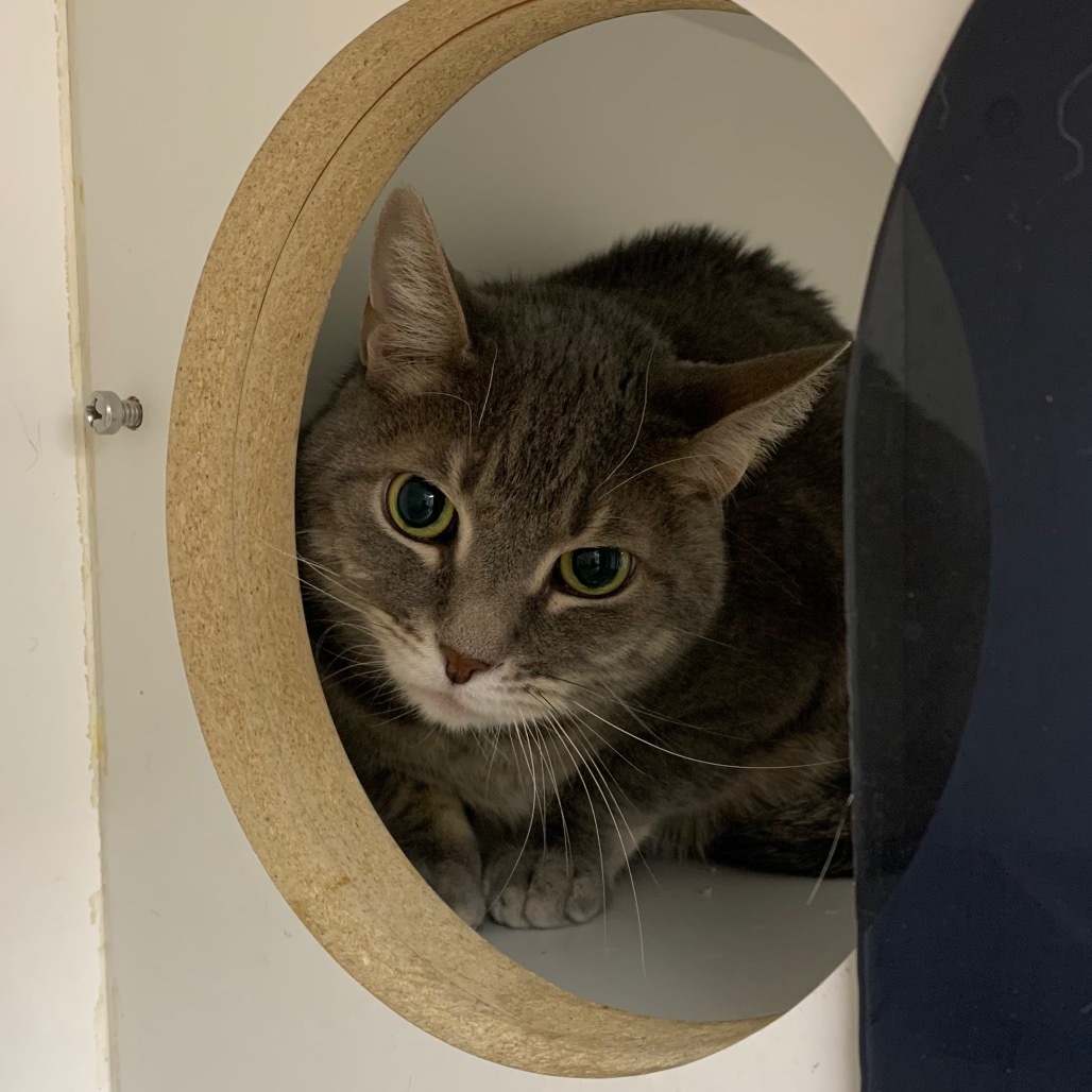 TIBERIUS in FOSTER, an adoptable Domestic Short Hair in Las Vegas, NV, 89118 | Photo Image 2