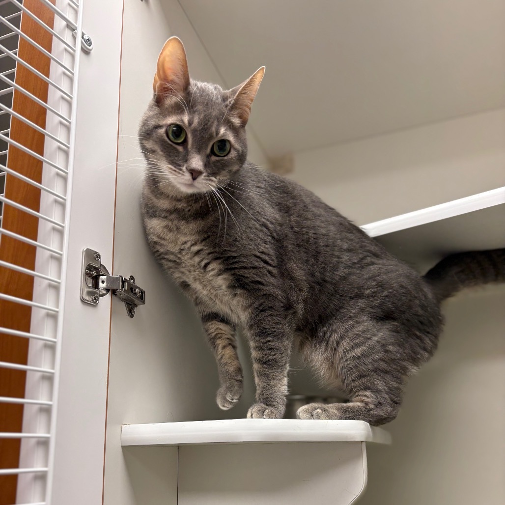 TIBERIUS in FOSTER, an adoptable Domestic Short Hair in Las Vegas, NV, 89118 | Photo Image 3