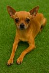 Dasher (Bonded Pair with Jet)