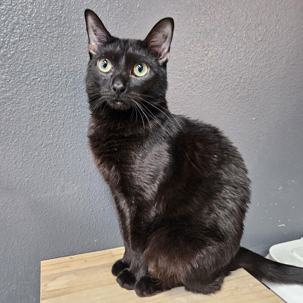 Dabi, an adoptable Domestic Short Hair in Las Vegas, NV, 89146 | Photo Image 1