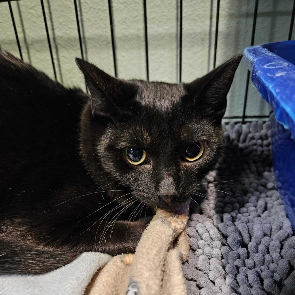 Dabi, an adoptable Domestic Short Hair in Las Vegas, NV, 89146 | Photo Image 2