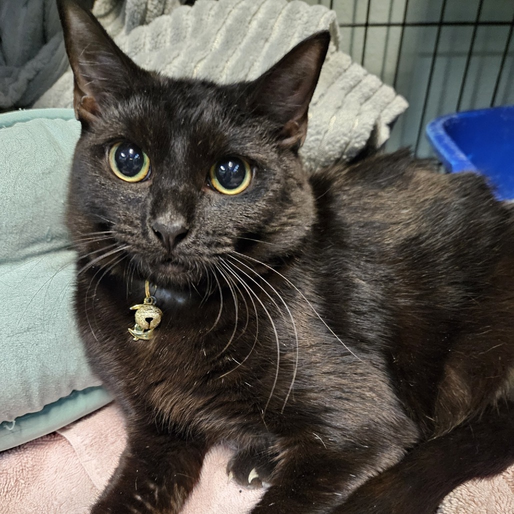 Dabi, an adoptable Domestic Short Hair in Las Vegas, NV, 89146 | Photo Image 3