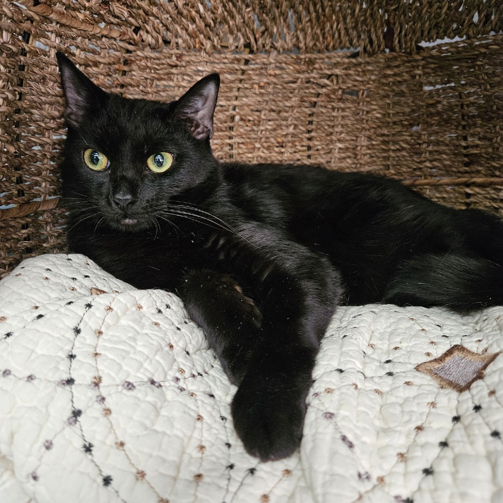 Dabi, an adoptable Domestic Short Hair in Las Vegas, NV, 89146 | Photo Image 4
