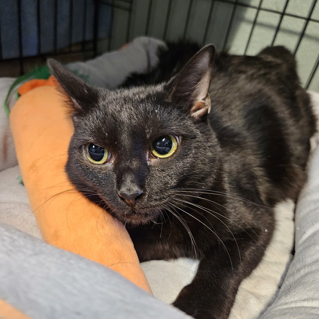 Dabi, an adoptable Domestic Short Hair in Las Vegas, NV, 89146 | Photo Image 5